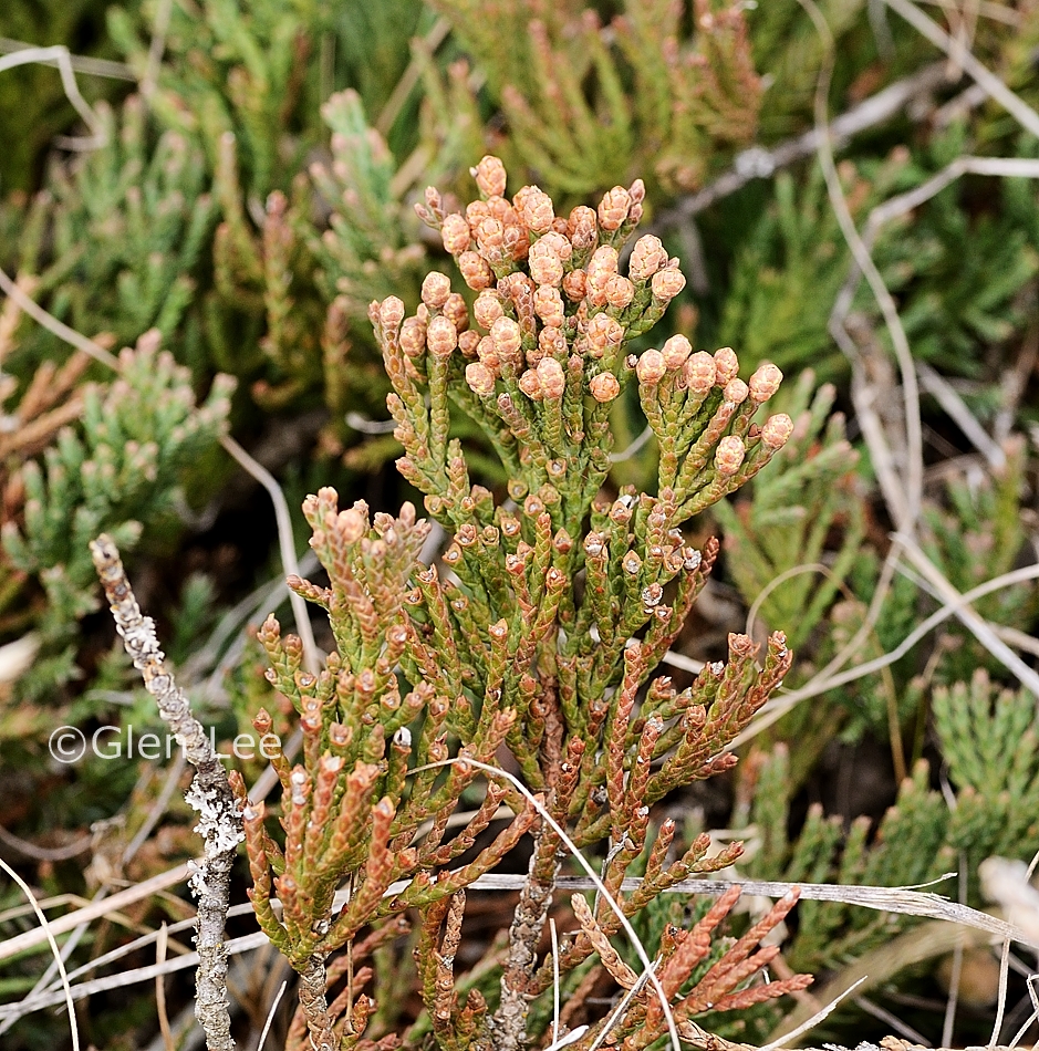 Juniperus horizontalis photos Saskatchewan Wildflowers